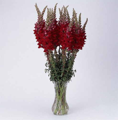 BOCCA DI LEONE / ANTIRRHINUM F1 POTOMAC ROSSO NR.1000 SEMI